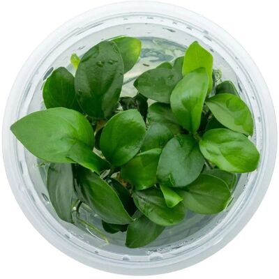 Dennerle Plants Zwergspeerblatt In-Vitro Anubias barteri var. nana Dennerle Plants Zwergspeerblatt In-Vitro Anubias barteri var. nana