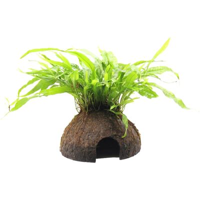 Dennerle Plants Aquariumdekoration Coco Cave mit Microsorum Pteropus Pflanze Dennerle Plants Aquariumdekoration Coco Cave mit Microsorum Pteropus Pflanze