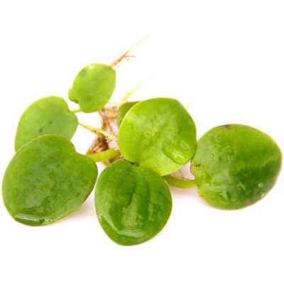 Dennerle Plants Dennerle Aquariumpflanze Froschbiss Grün Limnobium laevigatum Dennerle Plants Dennerle Aquariumpflanze Froschbiss Grün Limnobium laevigatum