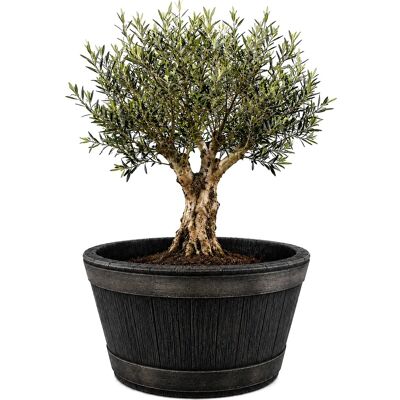 BigDean Weinfass XL Eichenfass Kunststoff Bottich Blumenkasten Trog Zuber Gartenteich Mini Teich Fass Nachbildung Durchmesser 63 cm Höhe 38 cm ca. 90 BigDean Weinfass XL Eichenfass Kunststoff Bottich Blumenkasten Trog Zuber Gartenteich Mini Teich Fass Nachbildung Durchmesser 63 cm Höhe 38 cm ca. 90