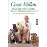 Cesar Millan - Was Sie von Ihrem Hund lernen können: Von Anerkennung bis Zuneigung - Preis vom 30.04.2024 04:54:15 h
