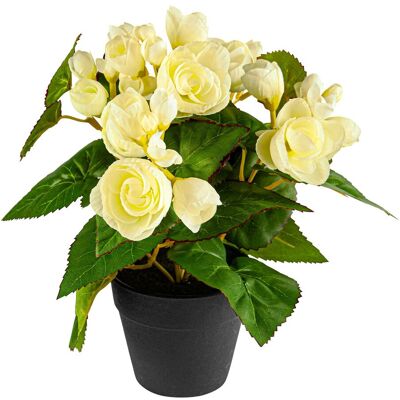 MODERNE HAUSFRAU Begonienbusch, creme MODERNE HAUSFRAU Begonienbusch, creme