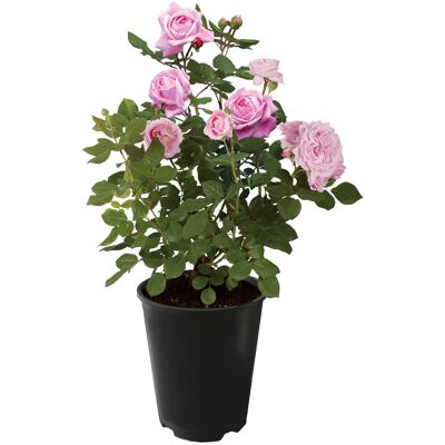 Tchibo - Rose »Gräfin Marie Henriette« - rosa rosa Nonfood https://www.tchibo.at/products/168753840741/rose?article_id=153389352138 Tchibo - Rose »Gräfin Marie Henriette« - rosa rosa Nonfood https://www.tchibo.at/products/168753840741/rose?article_id=153389352138