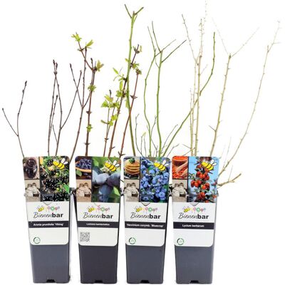 Tchibo - Wellnessobst - schwarz schwarz Nonfood https://www.tchibo.at/products/118371551912/beeren-sets?article_id=144010673173 Tchibo - Wellnessobst - schwarz schwarz Nonfood https://www.tchibo.at/products/118371551912/beeren-sets?article_id=144010673173