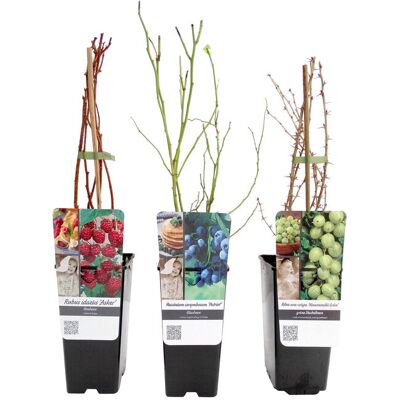 Tchibo - Beerenobst - blau blau Nonfood https://www.tchibo.at/products/118371551912/beeren-sets?article_id=142134937380 Tchibo - Beerenobst - blau blau Nonfood https://www.tchibo.at/products/118371551912/beeren-sets?article_id=142134937380