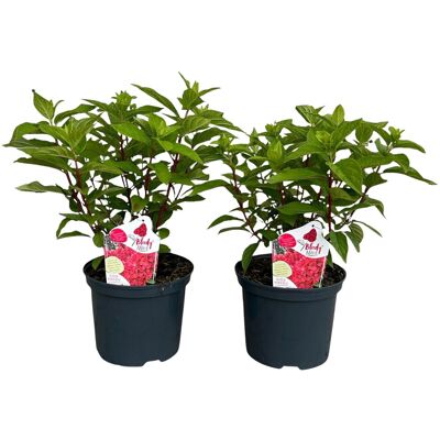 Tchibo - Rispenhortensie »Bloody Marie« - creme creme Nonfood https://www.tchibo.at/products/172030470118/rispenhortensie?article_id=111582795258 Tchibo - Rispenhortensie »Bloody Marie« - creme creme Nonfood https://www.tchibo.at/products/172030470118/rispenhortensie?article_id=111582795258