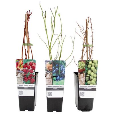 Tchibo - Beerenobst - blau blau Nonfood https://www.tchibo.at/products/118371551912/beeren-sets?article_id=142134937380 Tchibo - Beerenobst - blau blau Nonfood https://www.tchibo.at/products/118371551912/beeren-sets?article_id=142134937380