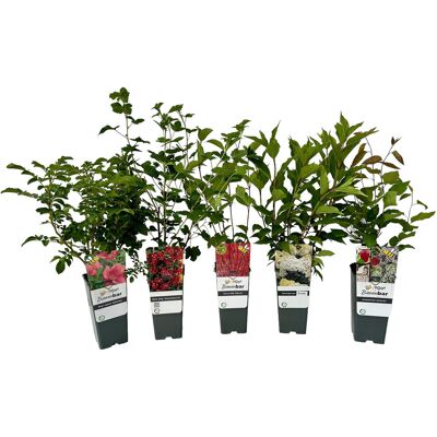 Tchibo - Bunte Blühhecke - weiß weiß Nonfood https://www.tchibo.at/products/167381130757/heckenpflanzen?article_id=198088275544 Tchibo - Bunte Blühhecke - weiß weiß Nonfood https://www.tchibo.at/products/167381130757/heckenpflanzen?article_id=198088275544
