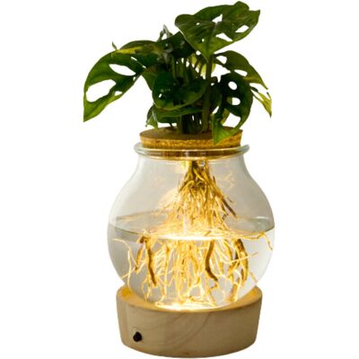 Tchibo - Wasserpflanze im Glas mit LED »Monstera« - grün grün Nonfood https://www.tchibo.at/products/174637955355/wasserpflanze-im-glas-mit-led?article_id=104013172626 Tchibo - Wasserpflanze im Glas mit LED »Monstera« - grün grün Nonfood https://www.tchibo.at/products/174637955355/wasserpflanze-im-glas-mit-led?article_id=104013172626