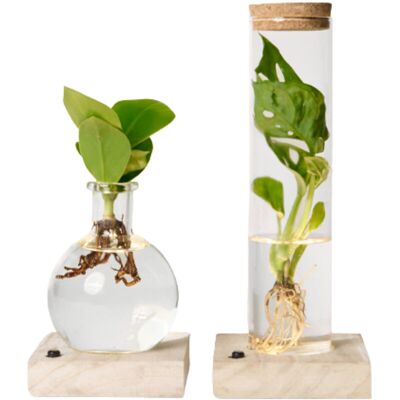 Tchibo - Wasserpflanze im Glas mit LED »Monstera und Clusia« - grün grün Nonfood https://www.tchibo.at/products/174637955355/wasserpflanze-im-glas-mit-led?article_id=105888908419 Tchibo - Wasserpflanze im Glas mit LED »Monstera und Clusia« - grün grün Nonfood https://www.tchibo.at/products/174637955355/wasserpflanze-im-glas-mit-led?article_id=105888908419