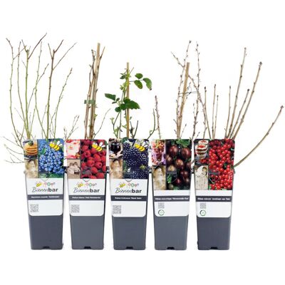 Tchibo - Beerengarten - schwarz schwarz Nonfood https://www.tchibo.at/products/118371551912/beeren-sets?article_id=135528665112 Tchibo - Beerengarten - schwarz schwarz Nonfood https://www.tchibo.at/products/118371551912/beeren-sets?article_id=135528665112