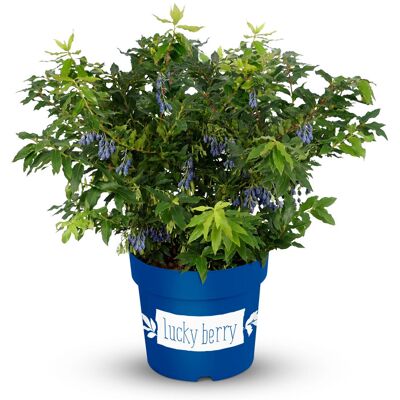 Tchibo - Beerenstrauch Kletterblaubeere - dunkelblau dunkelblau Nonfood https://www.tchibo.at/products/118371551912/beeren-sets?article_id=196576908914 Tchibo - Beerenstrauch Kletterblaubeere - dunkelblau dunkelblau Nonfood https://www.tchibo.at/products/118371551912/beeren-sets?article_id=196576908914