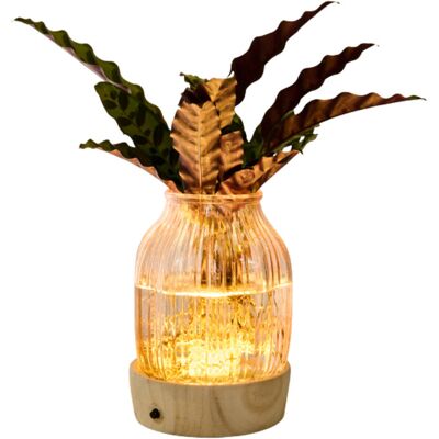 Tchibo - Wasserpflanze im Glas mit LED »Calathea« - grün grün Nonfood https://www.tchibo.at/products/174637955355/wasserpflanze-im-glas-mit-led?article_id=107764644212 Tchibo - Wasserpflanze im Glas mit LED »Calathea« - grün grün Nonfood https://www.tchibo.at/products/174637955355/wasserpflanze-im-glas-mit-led?article_id=107764644212