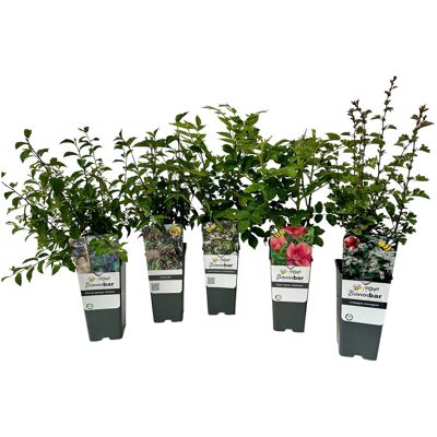 Tchibo - Bunte Blühhecke - weiß weiß Nonfood https://www.tchibo.at/products/167381130757/heckenpflanzen?article_id=199964011337 Tchibo - Bunte Blühhecke - weiß weiß Nonfood https://www.tchibo.at/products/167381130757/heckenpflanzen?article_id=199964011337