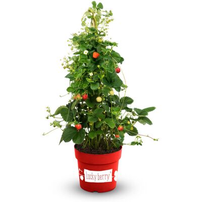Tchibo - Beerenstrauch Klettererdbeere - rot rot Nonfood https://www.tchibo.at/products/118371551912/beeren-sets?article_id=133556669223 Tchibo - Beerenstrauch Klettererdbeere - rot rot Nonfood https://www.tchibo.at/products/118371551912/beeren-sets?article_id=133556669223