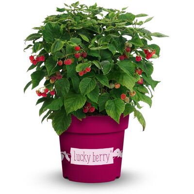 Tchibo - Beerenstrauch Kletterhimbeere - rot rot Nonfood https://www.tchibo.at/products/118371551912/beeren-sets?article_id=135432405016 Tchibo - Beerenstrauch Kletterhimbeere - rot rot Nonfood https://www.tchibo.at/products/118371551912/beeren-sets?article_id=135432405016