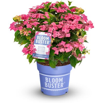 Tchibo - Rispenhortensie »Bloombuster pink« - pink pink Nonfood https://www.tchibo.at/products/172030470118/rispenhortensie?article_id=107831323672 Tchibo - Rispenhortensie »Bloombuster pink« - pink pink Nonfood https://www.tchibo.at/products/172030470118/rispenhortensie?article_id=107831323672