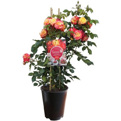 Tchibo - Rose »Firebird« - orange orange Nonfood https://www.tchibo.at/products/168753840741/rose?article_id=190878977038 Tchibo - Rose »Firebird« - orange orange Nonfood https://www.tchibo.at/products/168753840741/rose?article_id=190878977038