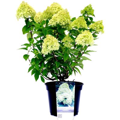 Tchibo - Rispenhortensie »Limelight« - creme creme Nonfood https://www.tchibo.at/products/172030470118/rispenhortensie?article_id=145886408966 Tchibo - Rispenhortensie »Limelight« - creme creme Nonfood https://www.tchibo.at/products/172030470118/rispenhortensie?article_id=145886408966