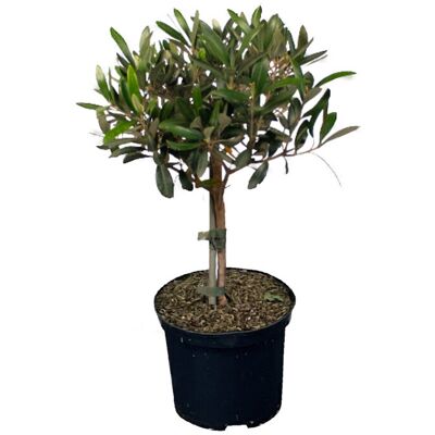 Tchibo - Olivenbaum - grün grün Nonfood https://www.tchibo.at/products/133498689714/obstbaum?article_id=195955385697 Tchibo - Olivenbaum - grün grün Nonfood https://www.tchibo.at/products/133498689714/obstbaum?article_id=195955385697
