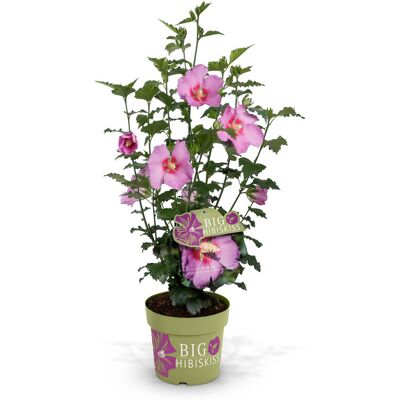 Tchibo - Hibiskusstrauch - rosa rosa Nonfood https://www.tchibo.at/products/197718099581/strauchgewaechse?article_id=142827080228 Tchibo - Hibiskusstrauch - rosa rosa Nonfood https://www.tchibo.at/products/197718099581/strauchgewaechse?article_id=142827080228