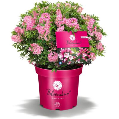 Tchibo - Rhododendron »Bloombux« - pink pink Nonfood https://www.tchibo.at/products/189573553702/zierpflanzen?article_id=163533342526 Tchibo - Rhododendron »Bloombux« - pink pink Nonfood https://www.tchibo.at/products/189573553702/zierpflanzen?article_id=163533342526