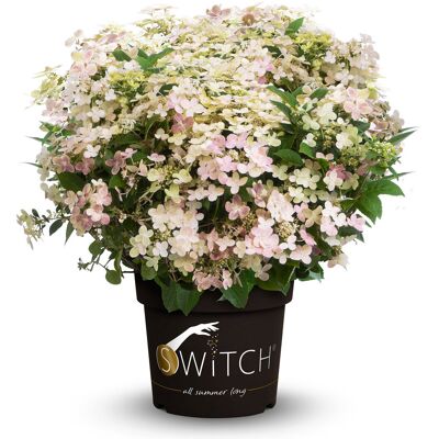 Tchibo - Rispenhortensie »Switch« - creme creme Nonfood https://www.tchibo.at/products/172030470118/rispenhortensie?article_id=170485382112 Tchibo - Rispenhortensie »Switch« - creme creme Nonfood https://www.tchibo.at/products/172030470118/rispenhortensie?article_id=170485382112