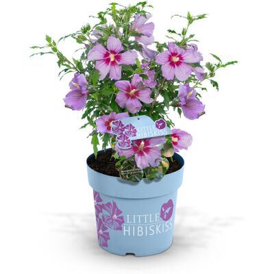 Tchibo - Hibiskusstrauch - rosa rosa Nonfood https://www.tchibo.at/products/197718099581/strauchgewaechse?article_id=144702816021 Tchibo - Hibiskusstrauch - rosa rosa Nonfood https://www.tchibo.at/products/197718099581/strauchgewaechse?article_id=144702816021