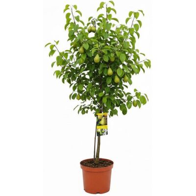 Tchibo - Terrassenobst - grün grün Nonfood https://www.tchibo.at/products/137121286621/terrassenobst-baeumchen?article_id=132756258415 Tchibo - Terrassenobst - grün grün Nonfood https://www.tchibo.at/products/137121286621/terrassenobst-baeumchen?article_id=132756258415