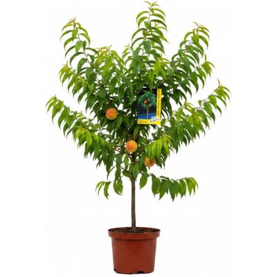 Tchibo - Terrassenobst - grün grün Nonfood https://www.tchibo.at/products/137121286621/terrassenobst-baeumchen?article_id=129004786829 Tchibo - Terrassenobst - grün grün Nonfood https://www.tchibo.at/products/137121286621/terrassenobst-baeumchen?article_id=129004786829