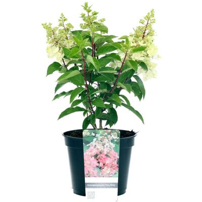 Tchibo - Rispenhortensie »Pinky Winky« - dunkelrosa dunkelrosa Nonfood https://www.tchibo.at/products/172030470118/rispenhortensie?article_id=111870266804 Tchibo - Rispenhortensie »Pinky Winky« - dunkelrosa dunkelrosa Nonfood https://www.tchibo.at/products/172030470118/rispenhortensie?article_id=111870266804