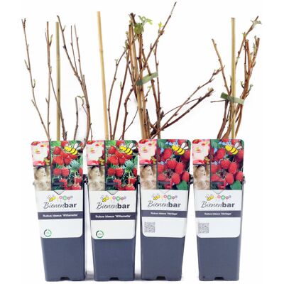 Tchibo - Himbeeren - rot rot Nonfood https://www.tchibo.at/products/118371551912/beeren-sets?article_id=140259201587 Tchibo - Himbeeren - rot rot Nonfood https://www.tchibo.at/products/118371551912/beeren-sets?article_id=140259201587