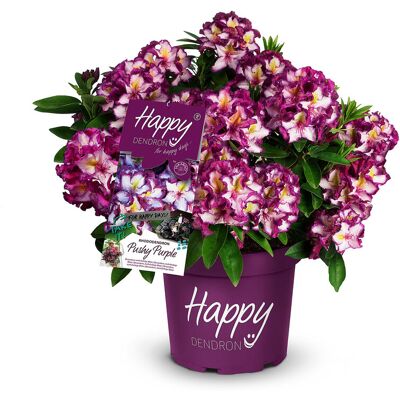 Tchibo - Rhododendron Hybride »Happy Dendron« Pushy Purple - weiß weiß Nonfood https://www.tchibo.at/products/189573553702/zierpflanzen?article_id=129245255992 Tchibo - Rhododendron Hybride »Happy Dendron« Pushy Purple - weiß weiß Nonfood https://www.tchibo.at/products/189573553702/zierpflanzen?article_id=129245255992