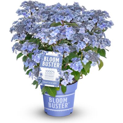 Tchibo - Bloombuster - Blue - 35–60 cm - Hydrangea Tchibo - Bloombuster - Blue - 35–60 cm - Hydrangea