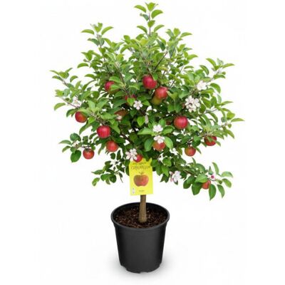 Tchibo - Terrassenobst - grün grün Nonfood https://www.tchibo.at/products/137121286621/terrassenobst-baeumchen?article_id=130880522622 Tchibo - Terrassenobst - grün grün Nonfood https://www.tchibo.at/products/137121286621/terrassenobst-baeumchen?article_id=130880522622