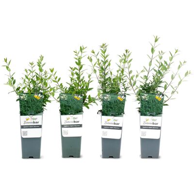 Tchibo - Heckenpflanze - grün grün Nonfood https://www.tchibo.at/products/167381130757/heckenpflanzen?article_id=186448866561 Tchibo - Heckenpflanze - grün grün Nonfood https://www.tchibo.at/products/167381130757/heckenpflanzen?article_id=186448866561