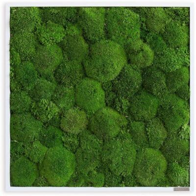 styleGREEN Kugelmoos 55x55; 55x55 cm (LxB); grün styleGREEN Kugelmoos 55x55; 55x55 cm (LxB); grün