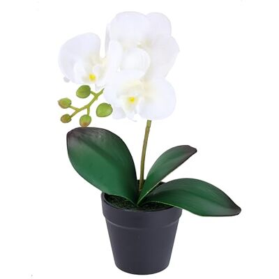 Flair Flower Künstliche Orchidee Phalaenopsis im Topf 30cm Real Touch Blüten realistische exotisch Blume Kunstblume Kunstorchidee Kunstpflanze Zimmerblume Zimmerdeko Hochzeit pflegeleicht Deko Seidenblume Flair Flower Künstliche Orchidee Phalaenopsis im Topf 30cm Real Touch Blüten realistische exotisch Blume Kunstblume Kunstorchidee Kunstpflanze Zimmerblume Zimmerdeko Hochzeit pflegeleicht Deko Seidenblume