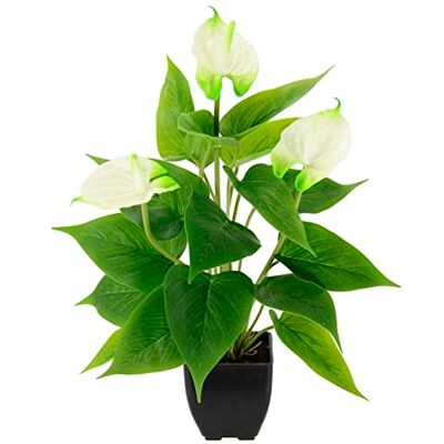 Flair Flower Künstliche Anthurium Pflanze im Topf Anthurie Calla exotische Flamingoblume exotische Blume mit weißen Blüten Flamingopflanze Kunstpflanze Dekopflanze Kunstblume Deko Zimmerpflanze Flair Flower Künstliche Anthurium Pflanze im Topf Anthurie Calla exotische Flamingoblume exotische Blume mit weißen Blüten Flamingopflanze Kunstpflanze Dekopflanze Kunstblume Deko Zimmerpflanze