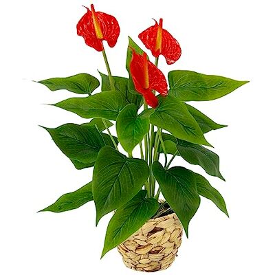 Flair Flower Künstliche Anthurienpflanze im Korb Anthurium Anthurie exotische Flamingoblume Flamingopflanze Flamingo Pflanze Blume rote Blüten Kunstpflanze Dekopflanze Kunstblume Deko Zimmerpflanze Lilie Herzblatt Flair Flower Künstliche Anthurienpflanze im Korb Anthurium Anthurie exotische Flamingoblume Flamingopflanze Flamingo Pflanze Blume rote Blüten Kunstpflanze Dekopflanze Kunstblume Deko Zimmerpflanze Lilie Herzblatt