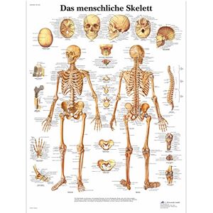 3B Scientific Lehrtafel laminiert Das menschliche Skelett 3B Scientific Lehrtafel laminiert Das menschliche Skelett