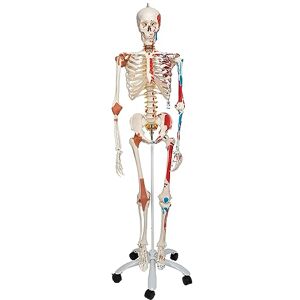 3B Scientific Menschliches Anatomie-Skelett – Lebensgroßes Modell mit abnehmbaren Gliedmaßen, detailliertem Schädel, Rollständer, Staubschutz und 3B Smart Anatomy App (5 Jahre Garantie) 3B Scientific Menschliches Anatomie-Skelett – Lebensgroßes Modell mit abnehmbaren Gliedmaßen, detailliertem Schädel, Rollständer, Staubschutz und 3B Smart Anatomy App (5 Jahre Garantie)
