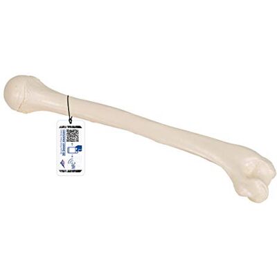 3B Scientific Humerus-Modell A45/1, plus kostenfreie Anatomie-Software 3B Smart Anatomy (evtl. nicht in deutscher Sprache) 3B Scientific Humerus-Modell A45/1, plus kostenfreie Anatomie-Software 3B Smart Anatomy (evtl. nicht in deutscher Sprache)