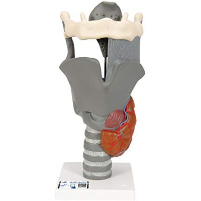 3B Scientific ® Funktionsmodell Kehlkopf – 2,5-fache Größe, anatomisches Replikat mit beweglichen Teilen für Sprach- & Anatomie-Studium + 3B Smart Anatomy App, Beige 3B Scientific ® Funktionsmodell Kehlkopf – 2,5-fache Größe, anatomisches Replikat mit beweglichen Teilen für Sprach- & Anatomie-Studium + 3B Smart Anatomy App, Beige