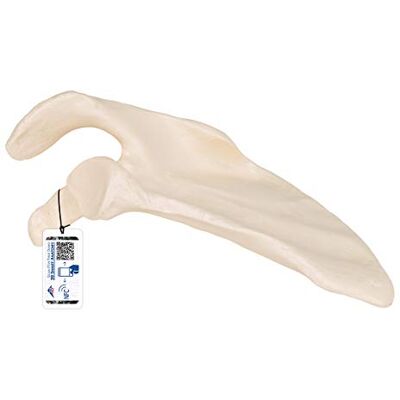 3B Scientific Menschliche Anatomie Schulterblatt + kostenlose Anatomie App 3B Smart Anatomy 3B Scientific Menschliche Anatomie Schulterblatt + kostenlose Anatomie App 3B Smart Anatomy