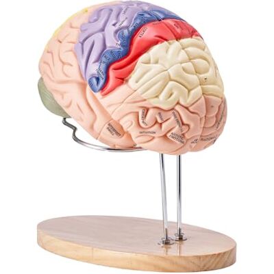 VEVOR Anatomisches Modell des menschlichen Gehirns in 4 Teilen in natürlicher Größe, Ausstellungsbasis mit Etiketten, abnehmbares Gehirn für Lehre und Lernen VEVOR Anatomisches Modell des menschlichen Gehirns in 4 Teilen in natürlicher Größe, Ausstellungsbasis mit Etiketten, abnehmbares Gehirn für Lehre und Lernen