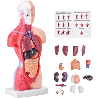 VEVOR Menschliches Körpermodell, 15 Teile 28 cm,Menschlicher Torso Anatomie Modell Anatomisches Skelett Modell mit abnehmbaren Organen, Pädagogisches Lehrmittel für Studenten, Unterrichtshilfen VEVOR Menschliches Körpermodell, 15 Teile 28 cm,Menschlicher Torso Anatomie Modell Anatomisches Skelett Modell mit abnehmbaren Organen, Pädagogisches Lehrmittel für Studenten, Unterrichtshilfen