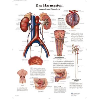 3B Scientific – Laminierte Menschliches Harnsystem Tafel – Anatomie & Physiologie – UV- & Staubgeschütztes Poster für Studium, Lehre & Kliniken 3B Scientific – Laminierte Menschliches Harnsystem Tafel – Anatomie & Physiologie – UV- & Staubgeschütztes Poster für Studium, Lehre & Kliniken