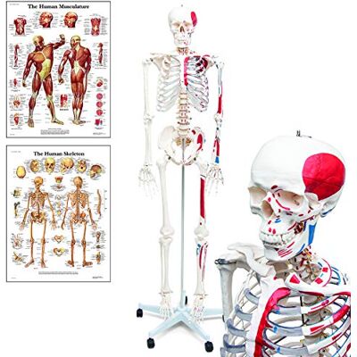 GRTLPOK Elementary Anatomy Muskelskelett – Lebensgroßes Menschliches Skelett Muskelursprünge & Ansätze Standfuß & Anatomie-Poster Robustes PVC GRTLPOK Elementary Anatomy Muskelskelett – Lebensgroßes Menschliches Skelett Muskelursprünge & Ansätze Standfuß & Anatomie-Poster Robustes PVC
