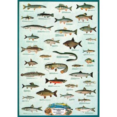 empireposter Poster Educational Bildung Freshwater Fish Süsswasser Fische empireposter Poster Educational Bildung Freshwater Fish Süsswasser Fische